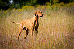 Magyar Vizsla in the high grass
