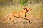 Magyar Vizsla in the high grass