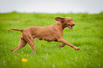 running Magyar Vizsla