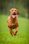 running Magyar Vizsla