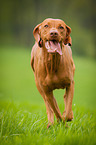 running Magyar Vizsla