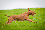 running Magyar Vizsla