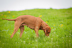 Magyar Vizsla sniffs in the grass