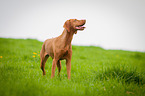 standing Magyar Vizsla