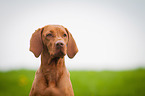 Magyar Vizsla Portrait