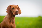 Magyar Vizsla Portrait