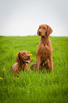 Magyar Vizslas