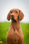 Magyar Vizsla Portrait