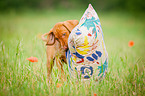 Magyar Vizsla Puppy