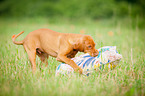 Magyar Vizsla Puppy