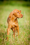 Magyar Vizsla Puppy
