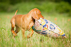 Magyar Vizsla Puppy