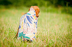 Magyar Vizsla Puppy