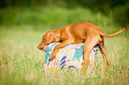 Magyar Vizsla Puppy