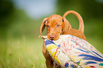 Magyar Vizsla Puppy