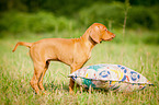 Magyar Vizsla Puppy