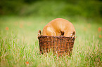 Magyar Vizsla Puppy