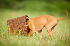 Magyar Vizsla Puppy