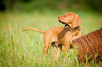 Magyar Vizsla Puppy