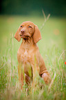 Magyar Vizsla Puppy