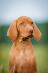 Magyar Vizsla Puppy