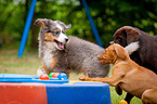 dog obedience school