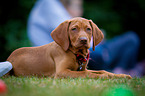 Magyar Vizsla Puppy