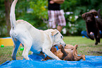 dog obedience school