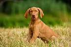 Magyar Vizsla Puppy