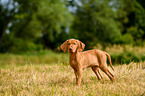 Magyar Vizsla Puppy