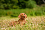 Magyar Vizsla Puppy