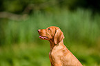 Magyar Vizsla Puppy