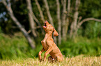 Magyar Vizsla Puppy