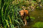 Magyar Vizsla Puppy