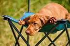 Magyar Vizsla Puppy