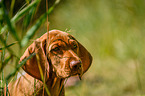 Magyar Vizsla Puppy