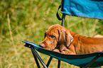 Magyar Vizsla Puppy