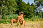 Magyar Vizsla Puppy and Golden Retriever