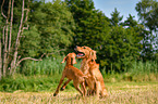 Magyar Vizsla Puppy and Golden Retriever