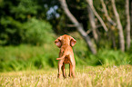 Magyar Vizsla Puppy