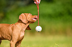 Magyar Vizsla Puppy