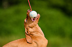 Magyar Vizsla Puppy