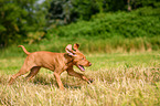 Magyar Vizsla Puppy