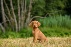Magyar Vizsla Puppy