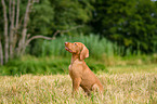Magyar Vizsla Puppy