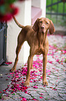 female Magyar Vizsla