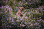 female Magyar Vizsla