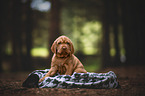 Magyar Vizsla Puppy