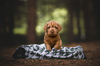 Magyar Vizsla Puppy
