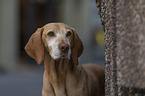 Magyar Vizsla Portrait